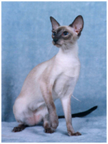 GC Sandollar South Pacific of Kaluamoa CFA Hawaii Best Cat in Championship 1995-96 show season