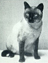 First Siamese Show Champion Wankee, imported from Hong Kong in 1895 by Mrs. Robinson.