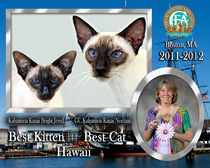 Kaluamoa-Kauai-Bright-Jewel-Noelani-2011-2012-Best-Cat_210