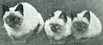 Three kittens of Pho and Mia. Bred by Mrs. Veley of England and shown at the Crystal Palace in 1885.
